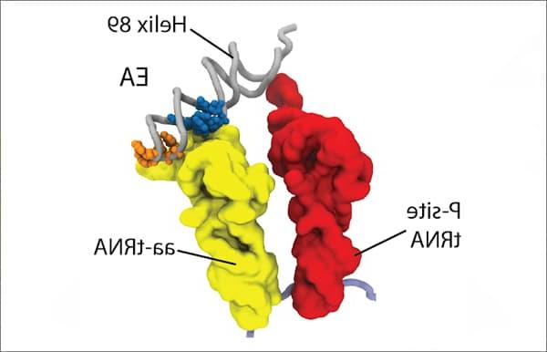 Diffuse Ions Coordinate Dynamics in a Ribonucleoprotein Assembly